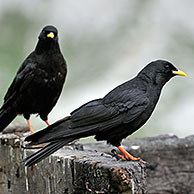 Alpenkauwen (Pyrrhocorax graculus) vliegend in de Dolomieten, Italië
