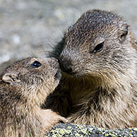 Jonge Alpenmarmot (Marmota marmota) groet grote broer, Gran Paradiso NP, Italië
