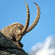 Alpensteenbok rustend op rots (Capra ibex), Gran Paradiso NP, Italië
