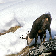 Gems (Rupicapra rupicapra) foeragerend in de sneeuw in de winter, Gran Paradiso NP, Italië
