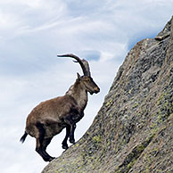 Iberische steenbok (Capra pyrenaica) in rotswand, Sierra de Gredos, Spanje