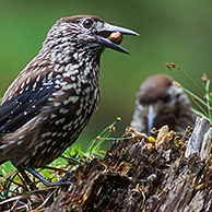 Notenkraker (Nucifraga caryocatactes) eet noten, Davos, Zwitserland