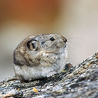 Pika / Fluithaas (Ochotona princeps), Denali NP, Alaska, USA