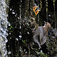 Waterspreeuw (Cinclus cinclus) voedert jongen in nest achter waterval, Luxemburg
