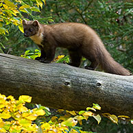 Boommarter (Martes martes) loopt over gevallen boomstam in bos in de herfst, Duitsland
