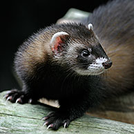 Portret van bunzing (Mustela putorius) op boomstronk, UK