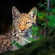 Lynx (Lynx lynx) in de sneeuw in de winter, Beierse Woud, Duitsland