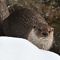 Europese otter (Lutra lutra) op bevroren oever van rivier in de sneeuw in winter, Beierse Woud, Duitsland
