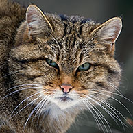 Wilde kat (Felis silvestris) op boomstronk in bos, Beierse Woud, Duitsland
