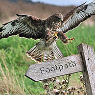 Buizerd (Buteo buteo) vliegend over grasland met wilde bloemen, UK