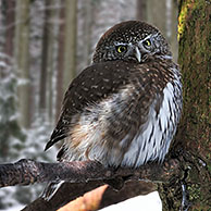 Dwerguil (Glaucidium passerinum) zittind op tak in bos in de sneeuw in winter, Beierse Woud, Duitsland
