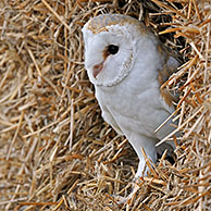 Kerkuil (Tyto alba) in hooibaal in schuur, Engeland, UK
