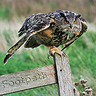 Oehoe (Bubo bubo) landt op paal in grasland, Engeland, UK