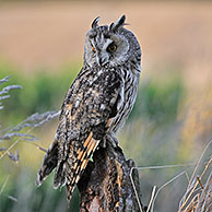 Ransuil (Asio otus) op boomstronk in bosrand, Engeland, UK
