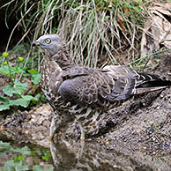 Wespendief (Pernis apivorus) badend in poel in bos, Duitsland
