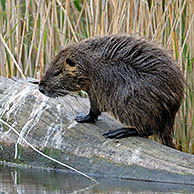 Beverrat / nutria (Myocastor coypus) op boomstam in meer, La Brenne, Frankrijk
