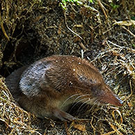 Bosspitsmuis (Sorex araneus) verlaat hol