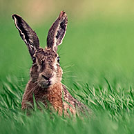 Haas (Lepus europaeus) in veld, België
