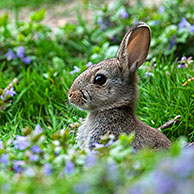 Konijn (Oryctolagus cuniculus) tussen bloemen in grasland