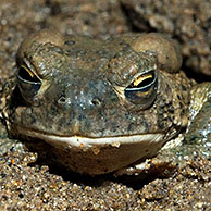 Arizonapad (Bufo microscaphus), Arizona, US