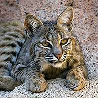 Rode lynx (Lynx rufus / Felis rufus) in grot, Arizona, US