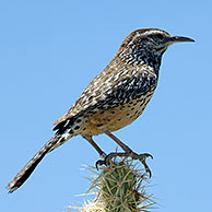 Cactuswinterkoning (Campylorhynchus brunneicapillus) op cactus, Organ Pipe Cactus National Monument, Arizona, US