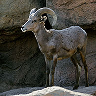 Woestijndikhoornschaap (Ovis canadensis nelsoni), Arizona, US