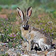 Zwartstaarthaas / Zwartstaartezelhaas (Lepus californicus), Arizona, US