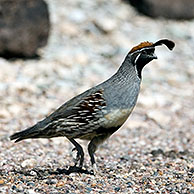 Gambels Kuifkwartel (Callipepla gambelii / Lophortyx gambelii), Organ Pipe Cactus National Monument, Arizona, US
