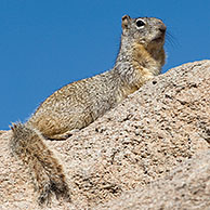 Amerikaanse rotseekhoorn (Spermophilus variegatus) Arizona, US 