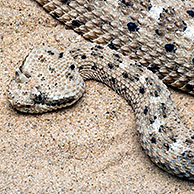 Hoornratelslang / sidewinder (Crotalus cerastes), Arizona, US