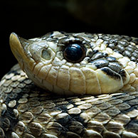 Westelijke haakneusslang (Heterodon nasicus), Arizona, US