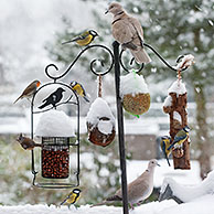 Zangvogels op voederplek in de sneeuw tijdens sneeuwbui in tuin in de winter
