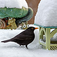 Roodborstje (Erithacus rubecula) op voederhuisje in tuin in de sneeuw in winter