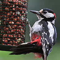 Grote bonte specht (Dendrocopos major) mannetje eet pindanoten op voederplek, België
