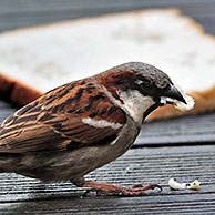 Mannetje huismus (Passer domesticus) eet brood van achtergelaten boterham, België
