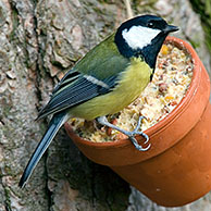 Koolmees (Parus major) eet vet en pindanoten op voederplaats
Great tit (Parus major) feeding fat and nuts from garden bird feeder