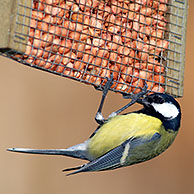 Koolmees (Parus major) eet pindanoten op voederplaats in de winter, België
