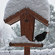 Merel (Turdus merula) op voederplank in de winter in de sneeuw, België
