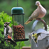 Zangvogels op voederplek in tuin