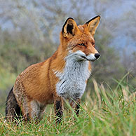 Rode vos (Vulpes vulpes) in struikgewas met duindoorn in de duinen, Nederland
