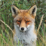 Rode vos (Vulpes vulpes) zittend in struikgewas met duindoorn in de duinen, Nederland
