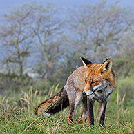 Rode vos (Vulpes vulpes) in struikgewas met duindoorn in de duinen, Nederland
