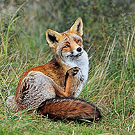 Rode vos (Vulpes vulpes) krabt vacht met achterpoot, Nederland
