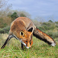 Rode vos (Vulpes vulpes) ruikt aan geurvlag in de duinen, Nederland
