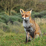 Rode vos (Vulpes vulpes) zittend in grasland aan bosrand in de herfst, Nederland
