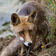 Rode vos (Vulpes vulpes) besluipt prooi, Extremadura, Spanje
Red fox (Vulpes vulpes) stalking prey, Extremadura, Spain
