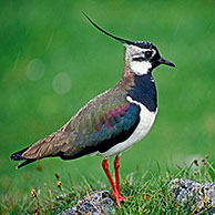 Kievit (Vanellus vanellus) in grasland, Schotland