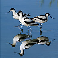 Drie kluten (Recurvirostra avosetta) in ondiep water, Texel, Nederland