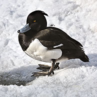 Mannetje kuifeend (Aythya fuligula) en waterhoen (Gallinula chloropus) rustend op ijs van bevroren oever van vijver, Duitsland
